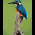kingfisher5