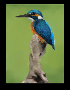kingfisher5