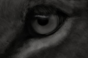 lion3