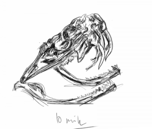 bitis1
