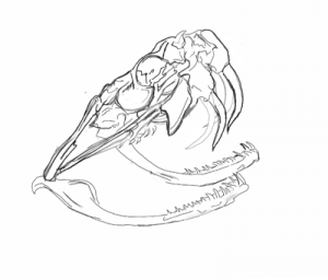 bitis2