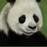 panda3