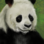 panda4