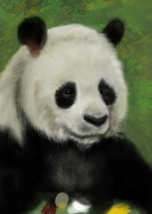 panda4