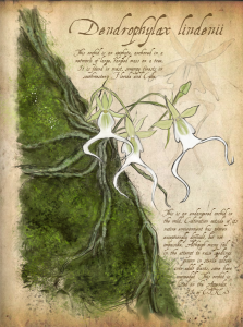 ghostOrchid2