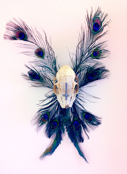 skullPeacock