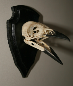 Here's another of my mounts..