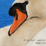 Mute Swan, Cygnus olor